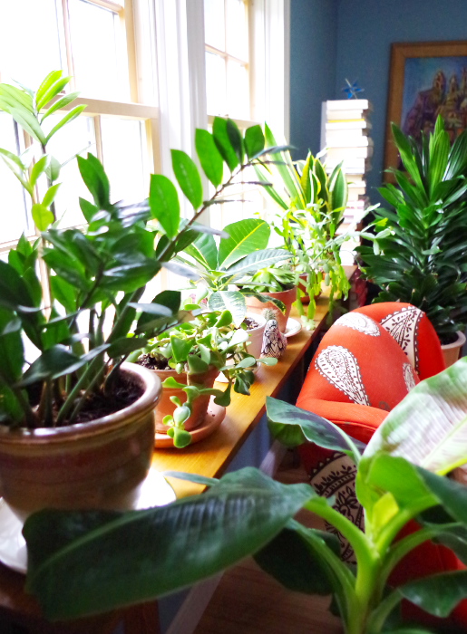 The Lazy Guide to a House Full of Plants – Plaster & Disaster